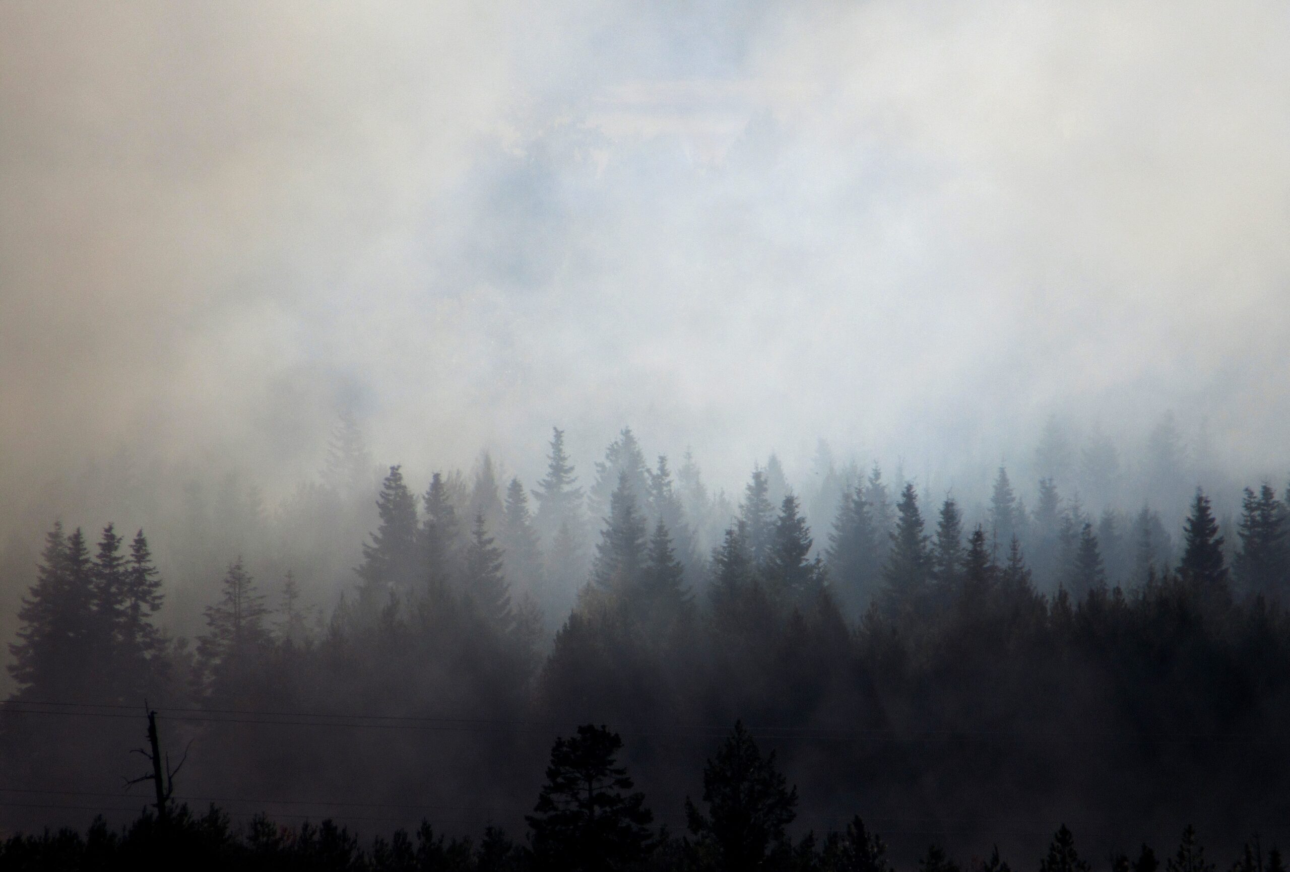 Wildfire smoke hanging in a pine forest